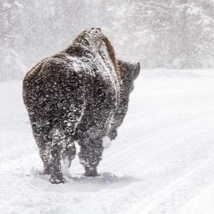 Meet your Posher, Dawn